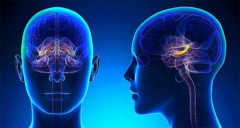 функции мозга